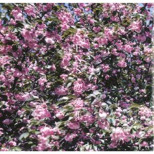 杨幂A片一二三区视频
